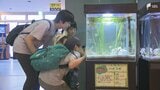 浜名湖の生態系守る海草「アマモ」と生息する生き物紹介 5月17日まで＝浜松市中央区「ウォット」　|　静岡のニュース | SBSNEWS | 静岡放送