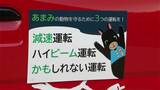アマミノクロウサギの死亡事故が過去最多に 個体数の増加も一因か 鹿児島 | 鹿児島のニュース|MBC NEWS|南日本放送