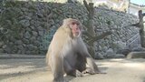仲間の”助っ人さん” 高崎山C群ボスザルに「スケサン」就任 大分 | 大分のニュース|OBS NEWS|大分放送