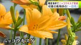 種差海岸でニッコウキスゲが見頃　初夏の風物詩の「一日花」　青森|TBS NEWS DIG