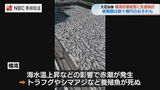 「過去と比較しても非常に大きい被害」赤潮による養殖魚死滅 県が経済支援を検討【長崎】 | 長崎のニュース | 天気 | NBC長崎放送