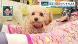 犬飼えないけど触れ合いたい…“11種20匹” 赤ちゃんわんこだらけのモフモフ天国 日々の疲れを吹き飛ばす“犬まみれ”空間|TBS NEWS DIG