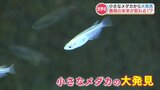 養殖業界を救う!?世界初!メダカで紐解かれた『魚類の性転換を抑制する方法』 | 熊本のニュース|RKK NEWS|RKK熊本放送