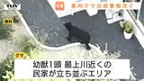 河北町の民家近くで子グマ目撃　これからクマが活発になる時期に…「クマ出没特別警報」新設など県が対策進める（山形）|TBS NEWS DIG