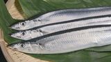 ことしはサンマが安い!価格は去年の3分の1・サイズは例年の1.5倍に 過去最長 7年9か月の「黒潮大蛇行」は終息 | 名古屋・愛知・岐阜・三重のニュース【CBC news】 | CBC web