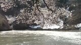 積雪4メートルの町にも「待ちに待った春」 新潟・津南町 | 新潟のニュース・天気|BSN NEWS|BSN新潟放送