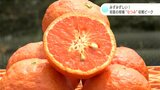 甘さプラス酸味で「いい仕上がり!」初夏の柑橘『なつみ』収穫ピーク 一方、強風でハウス被害も… | 高知のニュース・天気|KUTV NEWS | KUTVテレビ高知