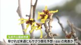 弘前公園でマルバマンサク開花　約４０日後にはサクラ開花とされていますが今年は？|TBS NEWS DIG