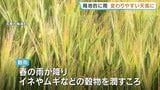 色づく麦、穂を揺らす暖かな風　「穀雨」の風景　熊本　|　熊本のニュース｜RKK NEWS｜RKK熊本放送