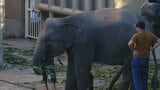 一般公開前に死んだ福岡市動物園のメスのゾウ国内の施設へ移送 骨格や筋肉の研究のため | 福岡のニュース|RKB NEWS|RKB毎日放送