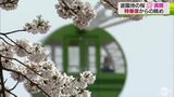 遊園地の桜満開！観覧車や遊具の“特等席”からの眺めを楽しむ|TBS NEWS DIG