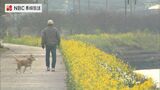 「元気が出る」寒中に“菜の花”が見頃 長崎県佐々川沿いの遊歩道 | 長崎のニュース | 天気 | NBC長崎放送