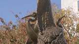 「敵」になった日系アメリカ人　真珠湾攻撃から82年　戦争のキオク|TBS NEWS DIG