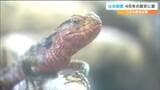 八木山動物公園「は虫類館」閉館で取り壊しへ 展示されている「は虫類」はどこへ行く?仙台|TBS NEWS DIG