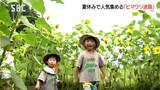 夏の絶景！安曇野で5000平メートルを埋め尽くす　満開の「ヒマワリ迷路」　|　SBC NEWS | 長野のニュース | SBC信越放送