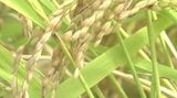「価格の維持に向け調整していくことが重要」備蓄米の買い戻しを一定の評価 村井宮城県知事|TBS NEWS DIG