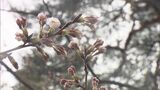 サクラ開花はいつ…?県内は雨で花冷え 3日からは気温上昇 福島 | 福島のニュース│TUF
