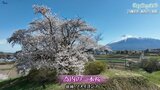 岩手山を背景にした「一本桜」はここにも・・・神社の跡地に残った“御神木”とみられる桜 岩手・八幡平市【岩手空中散歩】|TBS NEWS DIG