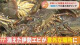 三重県から伊勢エビが消えた!?なぜか東北地方で伊勢エビ出現「伊勢エビ漁の網を譲ってくれ」 | 名古屋・愛知・岐阜・三重のニュース【CBC news】 | CBC web