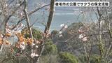 高知県宿毛市の公園でサクラの保全活動 市が保全活動に乗り出す | 高知のニュース・天気|KUTV NEWS | KUTVテレビ高知