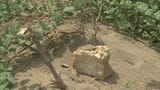 大量「食パン」不法投棄問題…国立公園大山と白兎海岸周辺の食パンは“別物”と判明「スーパーの陳列棚みたいに大量に、その向こう側にクマが…」生成AIを使った“フェイク画像”も複数確認　|　BSSニュース | BSS山陰放送