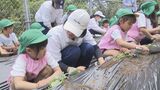 秋の収穫が楽しみ 園児と短大生がイモの苗を植え付け体験 山口・岩国 | 山口のニュース・天気・防災|tys NEWS|tysテレビ山口
