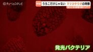スマホ厳禁！真っ暗闇で淡い光が…知られざるマツカサウオの生態　魚津水族館で16日まで展示　富山・魚津市　　　|　富山のニュース｜天気・防災｜チューリップテレビ
