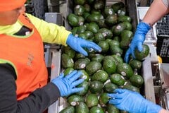 米、メキシコ・ミチョアカン州で政府業務停止－アボカド輸入に影響| TBS CROSS DIG with Bloomberg