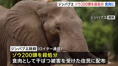 「人口のほぼ半数に飢餓のリスクが差し迫っている」“過去40年間で最悪”の干ばつが起きているジンバブエ　ゾウ200頭を殺処分し食肉として住民に配る方針| TBS CROSS DIG with Bloomberg
