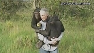 ジェーン・グドールさん死去 野生チンパンジー研究の先駆者 91歳| TBS CROSS DIG with Bloomberg