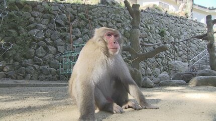 仲間の”助っ人さん” 高崎山C群ボスザルに「スケサン」就任 大分 | 大分