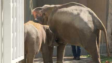 動物園に4頭のゾウがやってきた！ 全面公開は10月末ごろ予定も離れ