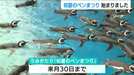 じゃれねこ『6月☆30 ペンギン×海』 マゼランペンギンの飼育数は120羽以上で“日本一” 水族館 うみがたりで