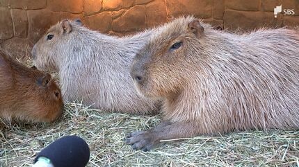 3度目の正直」ならず…カピバラ長風呂対決 静岡代表「トリュフ」は1時間