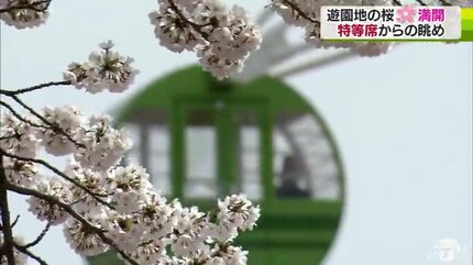 遊園地の桜満開！観覧車や遊具の“特等席”からの眺めを楽しむ | 青森の