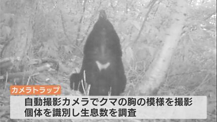 クマによる人身被害は過去最悪…柿の木伐採には補助上限なし、カメラ