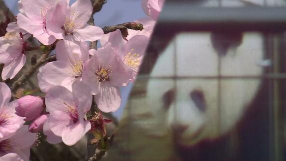 「カンカンとランラン」パンダの“お返し”は北海道の桜…日中友好の証、あまり知られていない日本からの贈り物の今|TBS NEWS DIG