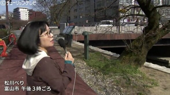 富山・松川べりで桜開花！平年より9日早く　気象台の発表は「あさって？」気象予報士が予想すると…　|　富山のニュース｜天気・防災｜チューリップテレビ