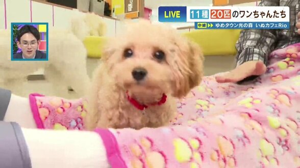 犬飼えないけど触れ合いたい…“11種20匹” 赤ちゃんわんこだらけのモフモフ天国　日々の疲れを吹き飛ばす“犬まみれ”空間　|　熊本のニュース｜RKK NEWS｜RKK熊本放送
