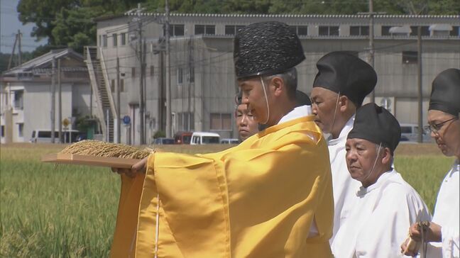 伊勢神宮の神田で「抜穂祭」 年中行事のなかでも最も重要な「神嘗祭」で供える「抜穂」を作る|TBS NEWS DIG