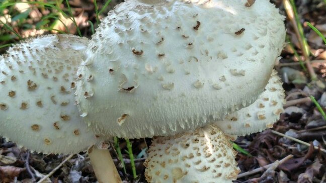 ほんとうに豚まんみたいなきのこ、食べるな危険！→【他にも「食べちゃダメ！」なもの画像7枚】|TBS NEWS DIG
