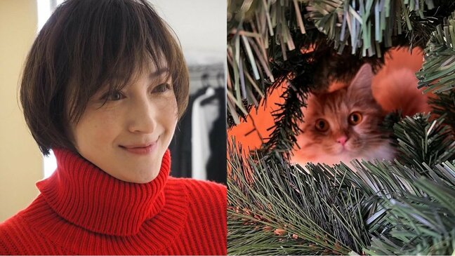 【広末涼子】愛猫がツリーからのぞく「癒しの一コマを」クリスマスの準備に大忙し|TBS NEWS DIG