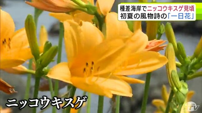 種差海岸でニッコウキスゲが見頃 初夏の風物詩の「一日花」 青森|TBS NEWS DIG