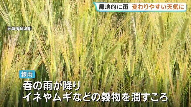 色づく麦、穂を揺らす暖かな風 「穀雨」の風景 熊本|TBS NEWS DIG