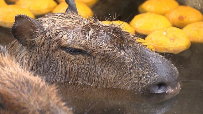 池田動物園でカピバラに暖かい“ゆず湯”のプレゼント　約40℃のお湯にまったり「いい湯加減です」【岡山】|TBS NEWS DIG