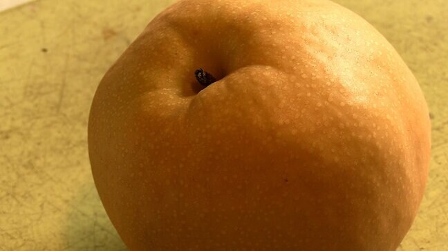 「糖度は例年通りの高さでみずみずしく上品」新高梨の出荷が最盛期【岡山】|TBS NEWS DIG