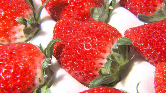 大分いちごの旬入り宣言 桐箱入り「ベリーツ」は過去最高値 12個で27万円|TBS NEWS DIG