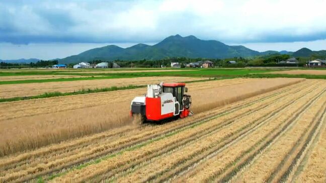 初夏の風物、南さつま市金峰町の麦秋とホタルの乱舞|TBS NEWS DIG