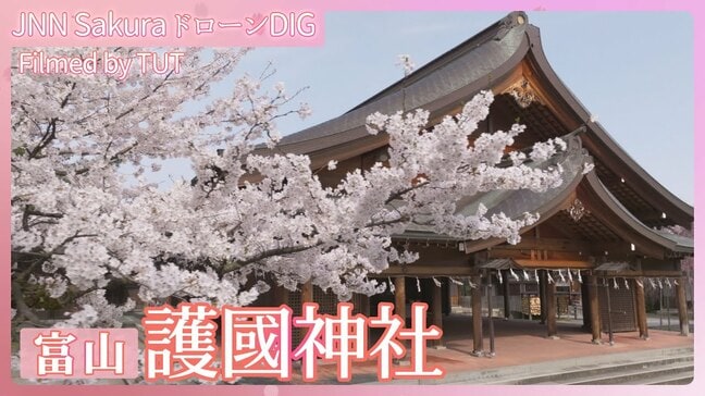 英霊を祀る護國神社の桜【JNN sakuraドローンDIG 2025】|TBS NEWS DIG