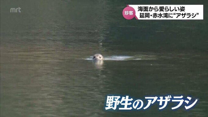 名前は「『たまじろう』かな？『名水ちゃん』みたいな感じでもいい」延岡市で野生のアザラシが目撃され話題に|TBS NEWS DIG
